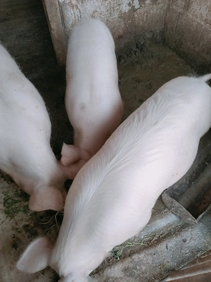 Porci d vanzare - imagine 2