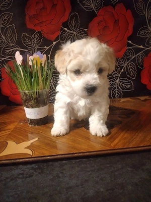   băiețel  maltes  - imagine 4