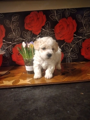   băiețel  maltes  - imagine 2