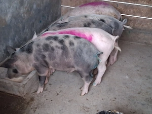 vând soldani 55-60 kg (masculi castraţi)