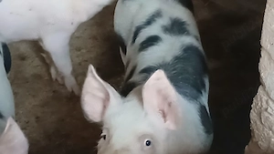 soldani 35-40 si 60-70 - imagine 2