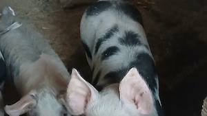 soldani 35-40 si 60-70