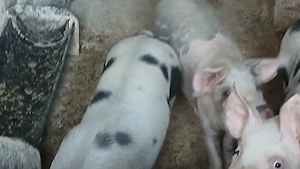 soldani 35-40 si 60-70 - imagine 4