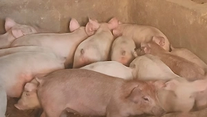 soldani 35-40 si 60-70 - imagine 5