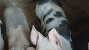 soldani 35-40 si 60-70 - imagine 3