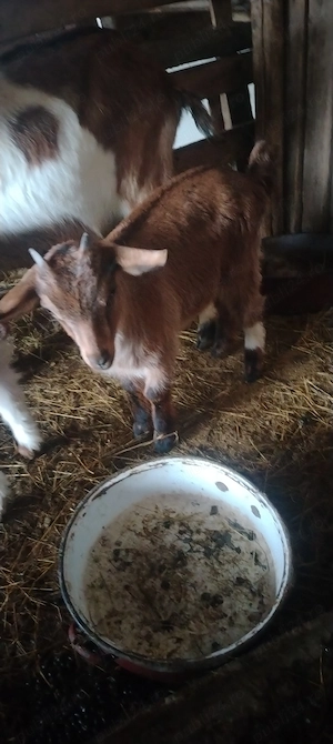 Iedute din capre bune de lapte  - imagine 3