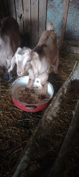 Iedute din capre bune de lapte  - imagine 2