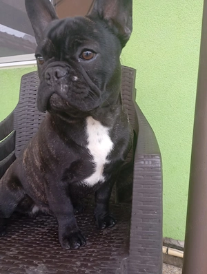 Bulldog francez