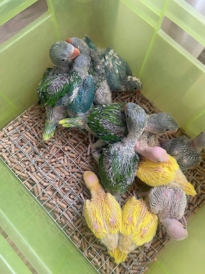 Puiuți blânzi de papagali Micul și Marele Alexandru 