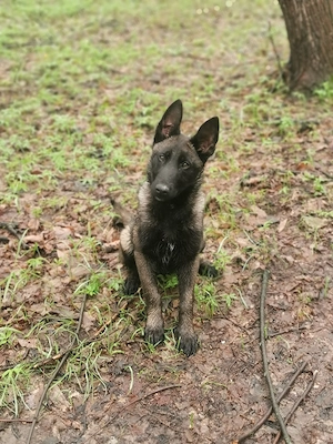 Ciobănesc belgian malinoise 
