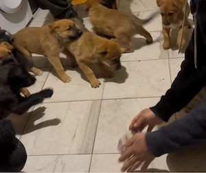 Vand caini  - imagine 2