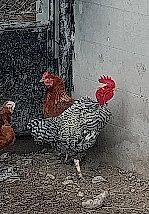 Vând Cocosi ,rate,gaste.