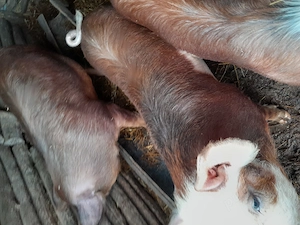 Vând porci - imagine 2