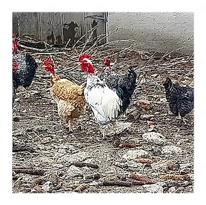 Vând Cocosi ,rate,gaste. - imagine 2