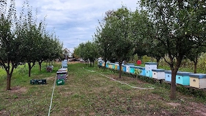 Teren intravilan de vinzare