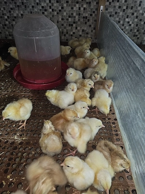 pui de țară rasa mixta 