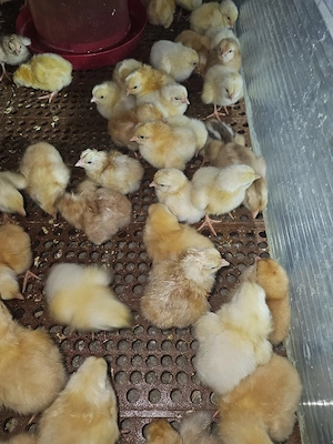 pui de țară rasa mixta  - imagine 2