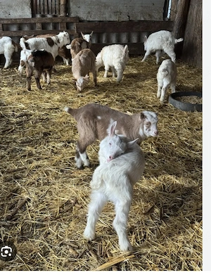 vand miei  iezi  si 2 berbecuti noatin  - imagine 3