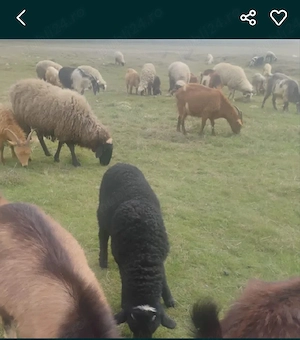 vand miei  iezi  si 2 berbecuti noatin  - imagine 2