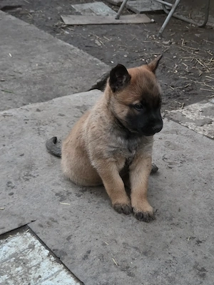 ciobanesc malinois 