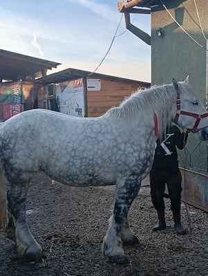 Vând iapa sau schimb doar cu vaci sau vitei - imagine 2