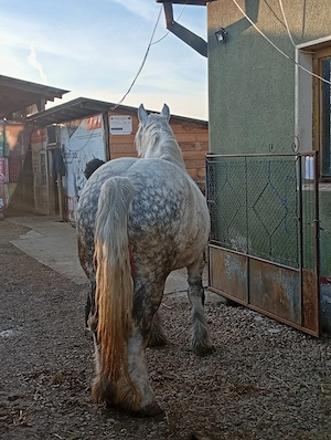 Vând iapa sau schimb doar cu vaci sau vitei - imagine 3