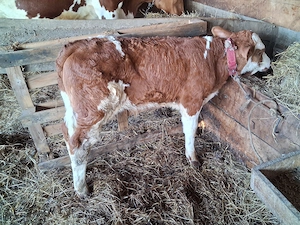 Vand un tauras baltat - imagine 2