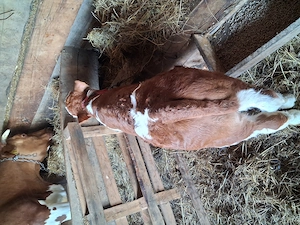 Vand un tauras baltat - imagine 3