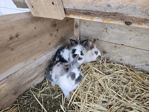 Iepuri cap de leu de vanzare - imagine 3