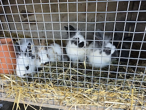 Iepuri cap de leu de vanzare - imagine 2