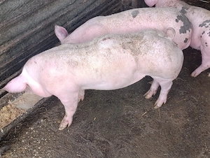 purcei pietrain 60 kg 