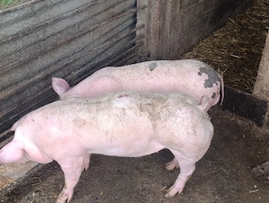 purcei pietrain 60-70 kg - imagine 4