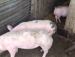 purcei pietrain 60-70 kg