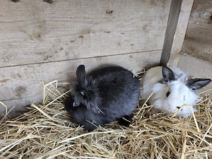 Iepuri cap de leu de vanzare