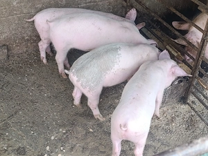 purcei de carne 3 luni