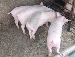 purcei de carne landrace 3 luni