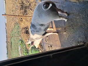 Vând porc pentru sacrificat 