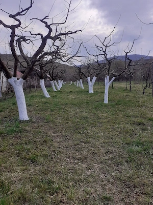 Vând teren extravilan livadă