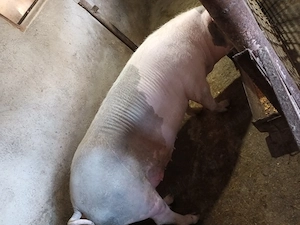 Femelă, trecută de 200kg
