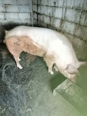 porc de vanzare 