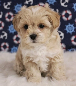 Maltipoo talie mică