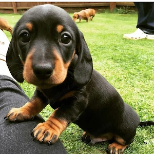 Mascul și femelă Teckel 