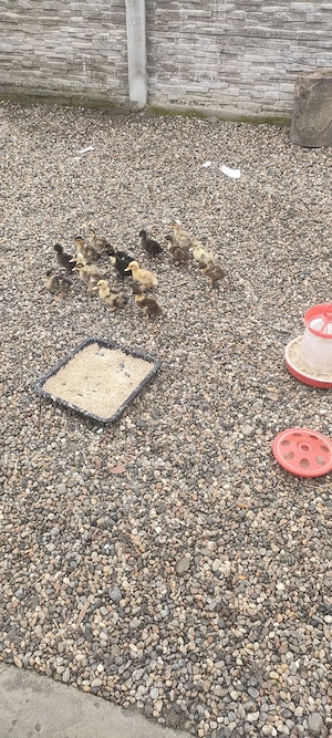 rățuște românești  - imagine 2