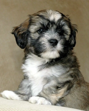 Mascul bichon Havanez talie mica