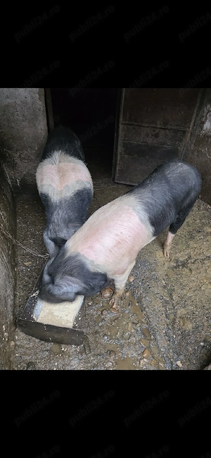 Scroafă BAZNA, de top