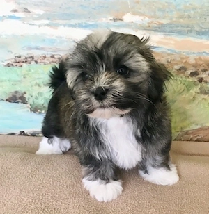 Bichon Havanez talie mica