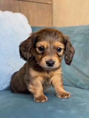 Bichon Havanez talie mică