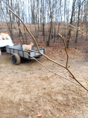 Vand iezi pentru tăiat,200 lei bucata