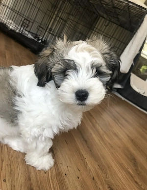 Bichon Havanez 600 lei talie mică