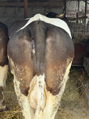 vand doua vaci pentru sacrificat - imagine 3